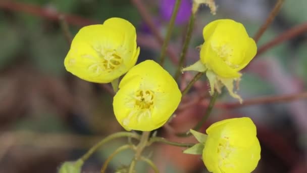 Yellow Flowering Indeterminate Raceme Inflorescence Mojave Suncup Chylismia Brevipes Onagraceae — Stockvideo