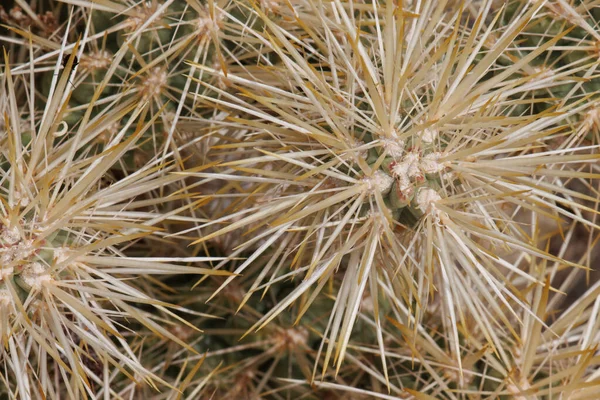 Yellow Sheathed Overlapping Spines Protrude Moderately Obscured Trichomatic Glochidiate Areoles — Stockfoto