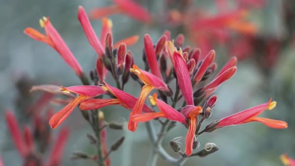 Red Flowering Axillaterminal Polydeterminate Dichasiate Thyrse Inflorescences Chuparosa Justicia Californica — Wideo stockowe