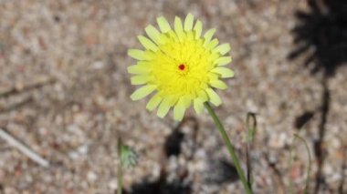 Yellow flowering terminal indeterminate racemose liguliflorous head inflorescence of Smooth Desert Dandelion, Malacothrix Glabrata, Asteraceae, native annual monoclinous herb in Anza Borrego Desert State Park, northwest Sonoran Desert, Springtime.