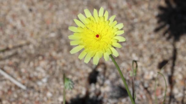 Yellow Flowering Terminal Indeterminate Racemose Liguliflorous Head Inflorescence Smooth Desert — Vídeos de Stock