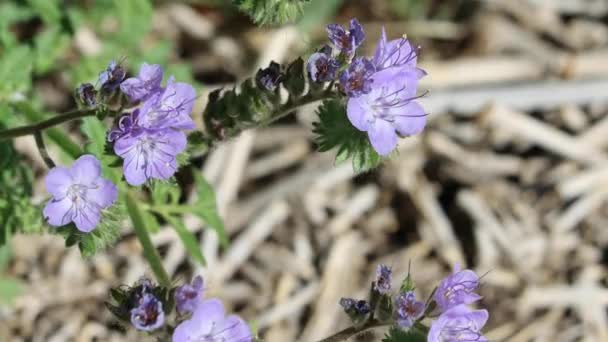 Purple Flowering Terminal Determinate Helicoid Cyme Inflorescences Distant Scorpionweed Phacelia — Stockvideo