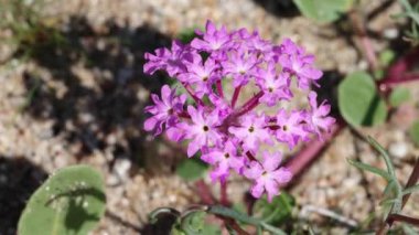Pink flowering terminal indeterminate racemose capitate cluster inflorescence of Desert Sand Verbena, Abronia Villosa, Nyctaginaceae, native annual monoclinous herb in Anza Borrego Desert State Park, northwest Sonoran Desert, Springtime.