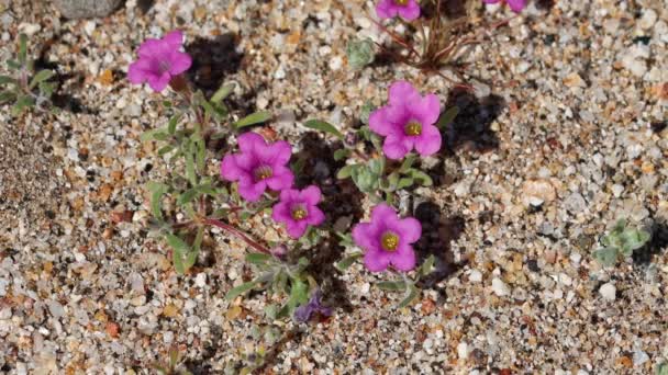 Pink Flowering Axillaterminal Determinate Cymose Cluster Inflorescences Purplemat Nama Demissa — Stockvideo