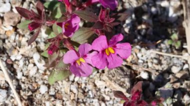 Pink flowering axillary indeterminate raceme inflorescences of Yellow Throat Mimeflower, Diplacus Bigelovii, Phrymaceae, native annual monoclinous herb in Anza Borrego Desert State Park, northwest Sonoran Desert, Springtime.