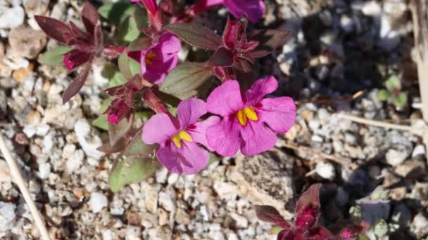 Pembe Çiçekli Aksiller Belirsiz Yarış Yarışları Mimeflower Diplacus Bigelovii Phrymaceae — Stok video