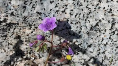 Mor çiçekli terminal Kaliforniya Bluebell, Phacelia Minor, Boraginaceae 'nin akrep siklet infloresansı, Anza Borrego Çöl Parkı, Kuzeybatı Sonora Çölü, İlkbahar.