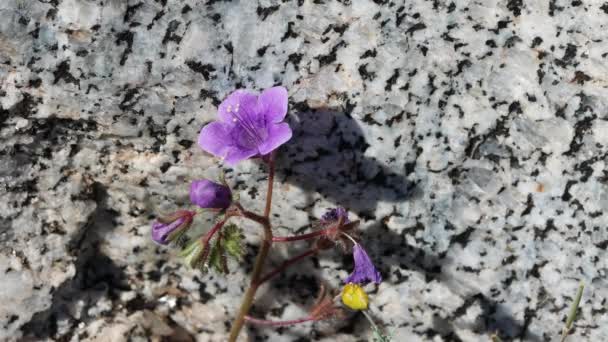 Purple Flowering Terminal Determinate Scorpioid Cyme Inflorescence California Bluebell Phacelia — Stockvideo