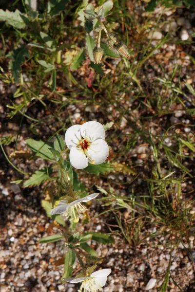 Белые Цветущие Подмышечные Неопределенности Соцветия Скачек Браунье Примроуз Chylismia Claviformis — стоковое фото