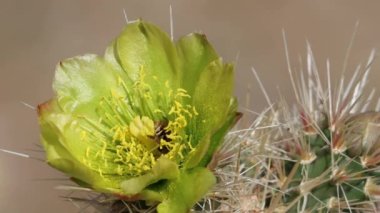 Green flowering axillaterminal determinate solitary inflorescence of Silver Cholla, Cylindropuntia Echinocarpa, Cactaceae, native perennial monoclinous shrub in Anza Borrego State Park, northwest Sonoran Desert, Springtime.