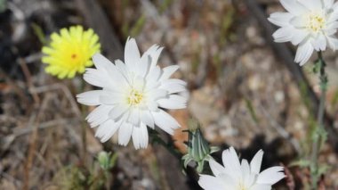 White flowering terminal indeterminate racemose liguliflorous head inflorescence of Desert Chicory, Rafinesquia Neomexicana, Asteraceae, native annual monoclinous herb in Anza Borrego State Park, northwest Sonoran Desert, Springtime.