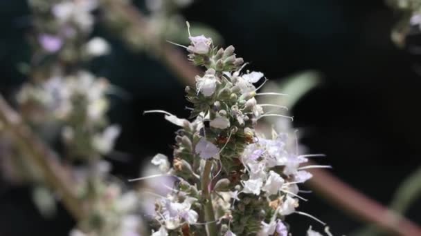 White Flowering Axillaterminal Determinate Cymose Head Inflorescences White Sage Salvia — Vídeo de stock