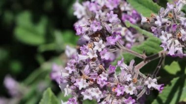 Pink flowering terminal determinate scorpioid cymose panicle inflorescences of Thickleaf Yerba Santa, Eriodictyon Crassifolium, Boraginaceae, native monoclinous semideciduous shrub in the San Gabriel Mountains, Transverse Ranges, Springtime.