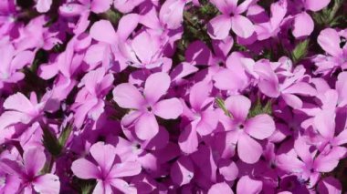 Pink flowering terminal determinate cyme inflorescences of Prickly Phlox, Linanthus Californicus, Polemoniaceae, native perennial monoclinous deciduous subshrub in the southwest San Gabriel Mountains, Transverse Ranges, Springtime.