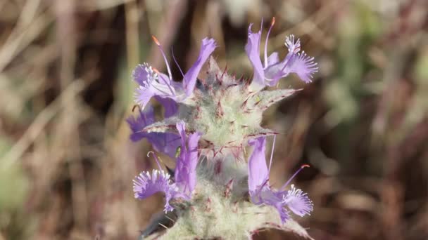Purple Flowering Axillaterminal Determinate Cymose Head Inflorescence Thistle Sage Salvia — 图库视频影像