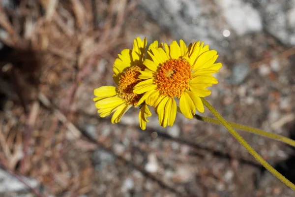 Yellow Flowering Terminal Indeterminate Racemose Radiate Head Inflorescences Acton Brittlebush —  Fotos de Stock