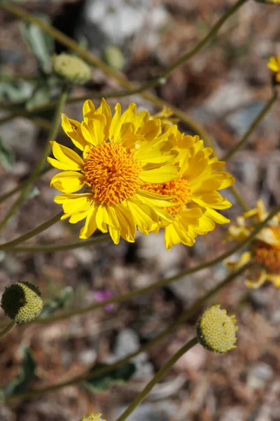 Yellow Flowering Terminal Indeterminate Racemose Radiate Head Inflorescences Acton Brittlebush — 스톡 사진