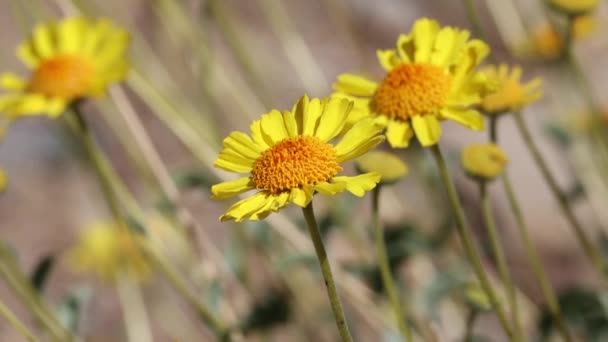 Yellow Flowering Terminal Indeterminate Racemose Radiate Head Inflorescences Acton Brittlebush — Stockvideo