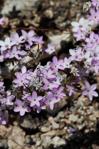 Pink Flowering Terminal Determinate Cymose Cluster Inflorescences Mojave Linanthus Leptosiphon — Photo