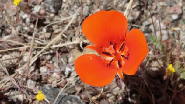 Orange Flowering Terminal Determinate Solitary Cymose Umbel Inflorescence Desert Mariposa — Stockvideo
