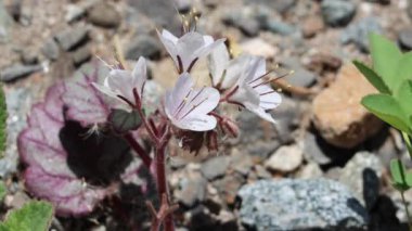 White flowering terminal determinate scorpioid cyme inflorescence of Longstalk Scorpionflower, Phacelia Longipes, Boraginaceae, native annual monoclinous herb in the Western Mojave Desert, Springtime.