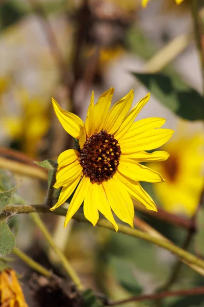 Yellow Flowering Terminal Indeterminate Racemose Radiate Head Inflorescence Denizen Sunflower Stockbild