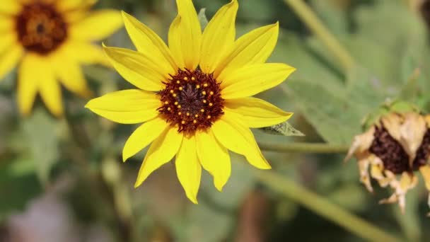 Κίτρινη Ανθοφορία Απροσδιόριστη Racemose Radiate Head Inflorescence Denizen Sunflower Helianthus — Αρχείο Βίντεο