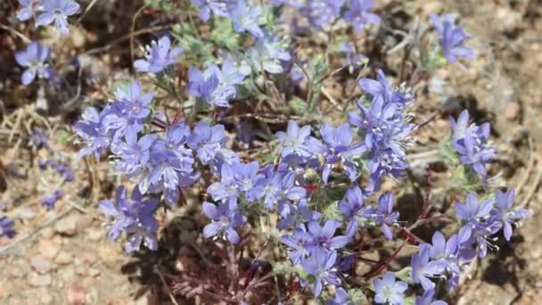 Blue Flowering Terminal Determinate Cymose Head Inflorescences Sapphire Woollystar Eriastrum — Wideo stockowe