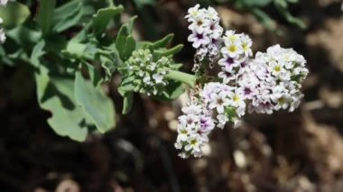 Purple and yellow flowering axillaterminal determinate Scorpioid cyme inflorescences of Alkali Heliotrope, Heliotropium Curassavicum, Heliotropiaceae, native perennial monoclinous deciduous subshrub in the Western Mojave Desert, Springtime.