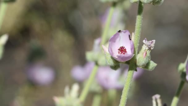 Pink Flowering Axillaterminal Indeterminate Racemose Spike Inflorescence Leaf Bushmallow Malacothamnus — Stockvideo