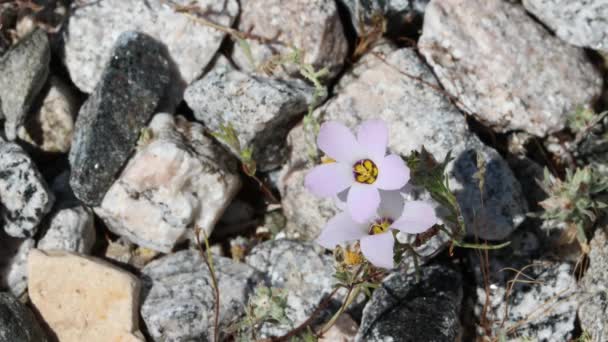 Pink Flowering Axillaterminal Determinate Cymose Cluster Inflorescence Fringed Linopsis Linanthus — Stock video