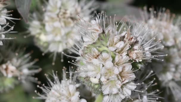 White Flowering Terminal Determinate Scorpioid Cymose Panicle Inflorescence Mountain Scorpionflower — Stock video