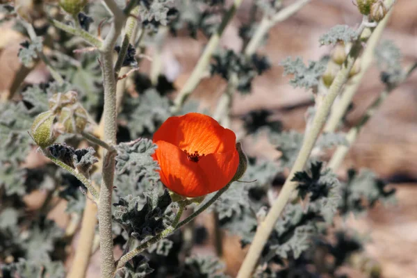 Orange Flowering Axillaterminal Indeterminate Racemose Panicle Inflorescence Desert Globemallow Sphaeralcea — Stockfoto