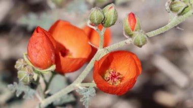 Orange flowering axillaterminal indeterminate racemose panicle inflorescence of Desert Globemallow, Sphaeralcea Ambigua, Malvaceae, native perennial monoclinous deciduous subshrub in Joshua Tree National Park, Sonoran Desert, Springtime.