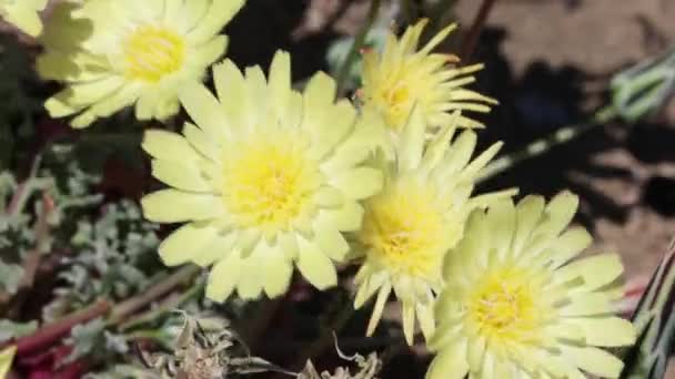 Yellow Flowering Terminal Indeterminate Racemose Liguliflorous Head Inflorescence Scale Bud — Vídeo de stock
