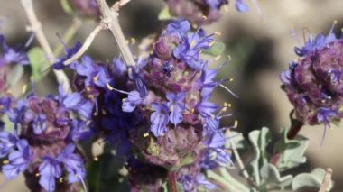 Blue flowering axillaterminal determinate cymose head inflorescences of Salvia Dorrii, Lamiaceae, native monoclinous deciduous shrub in the Western Mojave Desert, Springtime.