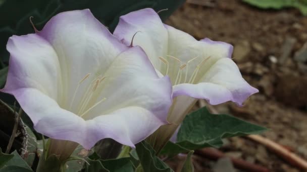 White Flowering Axillaterminal Determinate Cyme Inflorescence Sacred Moonflower Datura Wrightii — Stok video