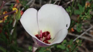 White flowering axillaterminal determinate cyme inflorescence of Catalina Mariposa Lily, Calochortus Catalinae, Liliaceae, native perennial monoclinous deciduous herb in the coastal Santa Monica Mountains, Transverse Ranges, Springtime.