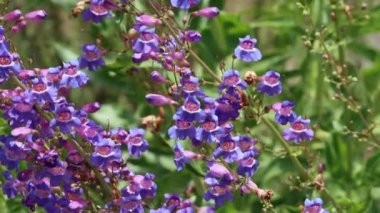 Purple flowering terminal polydeterminate dichasiate thyrse inflorescence of Showy Nearthread, Penstemon Spectabilis, Plantaginaceae, native perennial monoclinous deciduous herb in the San Bernardino Mountains, Transverse Ranges, Springtime.