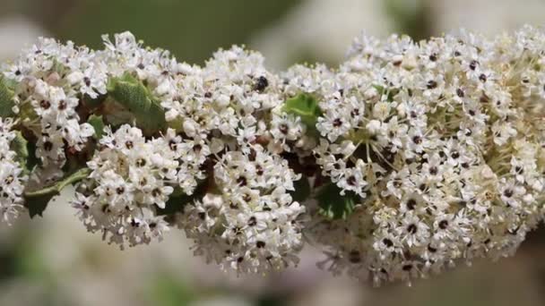 White Flowering Axillary Determinate Cymose Umbel Inflorescences Cupleaf Buckbrush Ceanothus — Stockvideo
