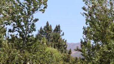 Summertime In a riparian canyon at over 3000 feet in the southwestern San Bernardino Mountains, where lower chaparral begins to blend with higher montane forest as elevation and moisture influences this mix of plant communities.
