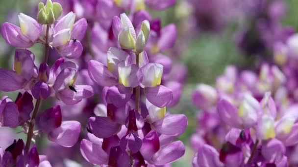 Pink Flowering Axillary Indeterminate Raceme Inflorescences Southern Mountain Lupine Lupinus — Stockvideo
