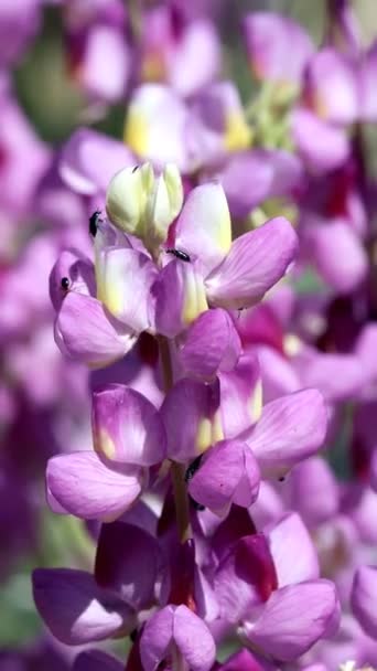 Pink Flowering Axillary Indeterminate Raceme Inflorescences Southern Mountain Lupine Lupinus — Stock Video