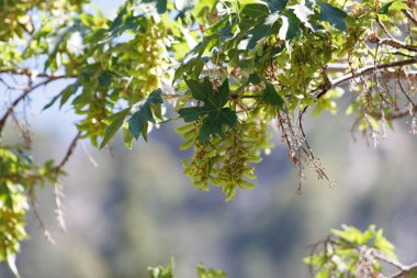Green immature trichomatic indehiscent samara fruit of Bigleaf Maple, Acer Macrophyllum, Sapindaceae, native perennial monoecious deciduous tree in the San Bernardino Mountains, Transverse Ranges, Summer.