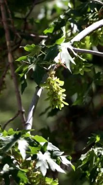 Green immature trichomatic indehiscent samara fruit of Bigleaf Maple, Acer Macrophyllum, Sapindaceae, native perennial monoecious deciduous tree in the San Bernardino Mountains, Transverse Ranges, Summer.