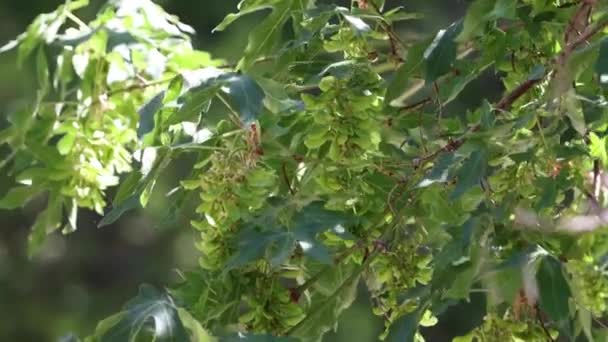 Green Immature Trichomatic Indehiscent Samara Fruit Bigleaf Maple Acer Macrophyllum — стоковое видео