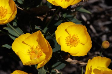 Yellow flowering terminal determinate solitary cymose inflorescences of Bush Poppy, Dendromecon Rigida, Papaveraceae, native perennial monoclinous evergreen shrub in the Volcan Mountains, Peninsular Ranges, Springtime.