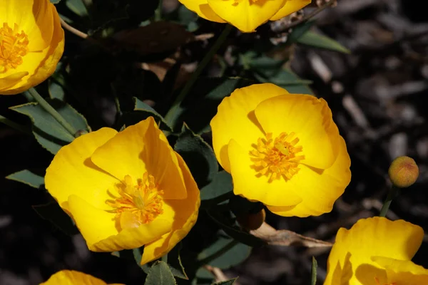 Yellow Flowering Terminal Determinate Solitary Cymose Inflorescences Bush Poppy Dendromecon 스톡 사진