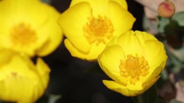 Yellow flowering terminal determinate solitary cymose inflorescences of Bush Poppy, Dendromecon Rigida, Papaveraceae, native perennial monoclinous evergreen shrub in the Volcan Mountains, Peninsular Ranges, Springtime.