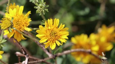 Yellow flowering terminal racemose radiate head inflorescences of Virgin River Brittlebush, Encelia Virginensis, Asteraceae, native gynomonoecious deciduous shrub in the Coachella Valley, Sonoran Desert-San Jacinto Mountains ecotone, Springtime.